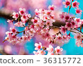 Cherry blossoms or Sakura flower in Thailand Cherry blossoms or Sakura flower in Thailand 36315772