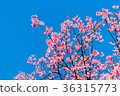 Cherry blossoms or Sakura flower in Thailand Cherry blossoms or Sakura flower in Thailand 36315773