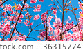 Cherry blossoms or Sakura flower in Thailand Cherry blossoms or Sakura flower in Thailand 36315774