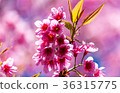 Cherry blossoms or Sakura flower in Thailand Cherry blossoms or Sakura flower in Thailand 36315775