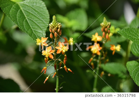 Flower aloe (Burbrine) 36315798