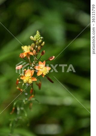 Flower aloe (Burbrine) 36315799