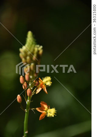 Flower aloe (Burbrine) 36315800