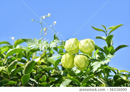 Fuzen kazura（氣球kudzu） 36316000