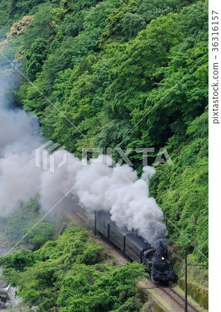 Fresh green and SL 36316157