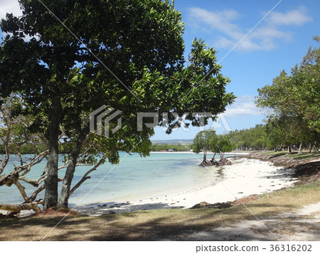 Mauritius beach 36316202