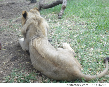 Shot of the back of the lion! Mauritius Casera Park 36316205