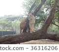 獅子毛里求斯卡塞拉公園糾結在一棵樹 36316206