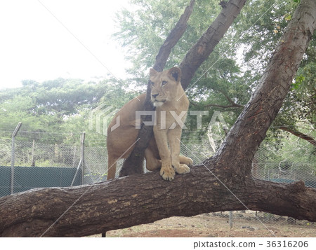 Lion Mauritius Casera Park Tangled in a Tree 36316206