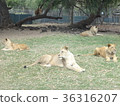 放鬆獅子毛里求斯卡塞拉公園 36316207