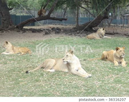 Relaxing Lions Mauritius Casera Park 36316207