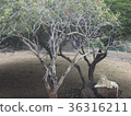 非常安靜的白獅遠景毛里求斯卡塞拉公園 36316211
