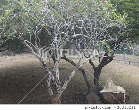 Very quiet White Lion distant view Mauritius Casera Park Very quiet White Lion distant view Mauritius Casera Park 36316211