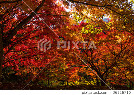 Maple Maple 36316710