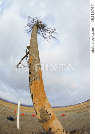 Hitoshi Ichimatsu of Kashima Hitoshi Ichimatsu of Kashima 36316747
