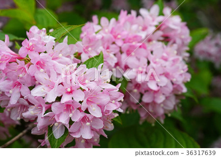 Beautiful pale pink twigs Beautiful pale pink twigs 36317639