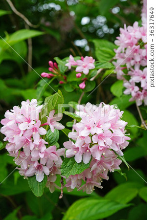 Beautiful pale pink twigs 36317649
