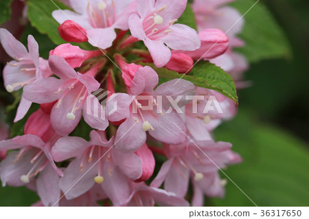 Beautiful pale pink twigs 36317650