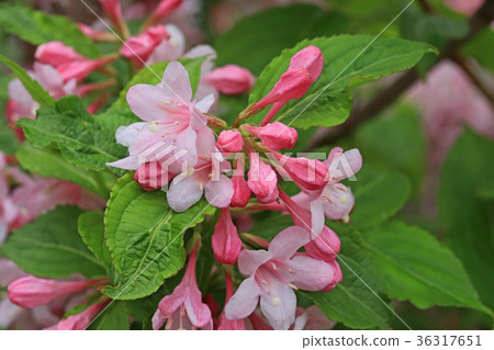Beautiful pale pink twigs 36317651
