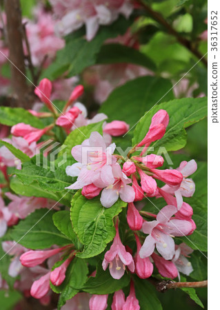 Beautiful pale pink twigs Beautiful pale pink twigs 36317652