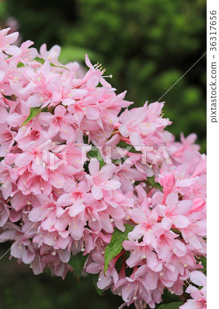 Beautiful pale pink twigs 36317656
