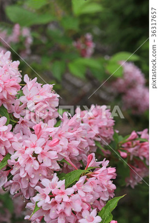 Beautiful pale pink twigs 36317657