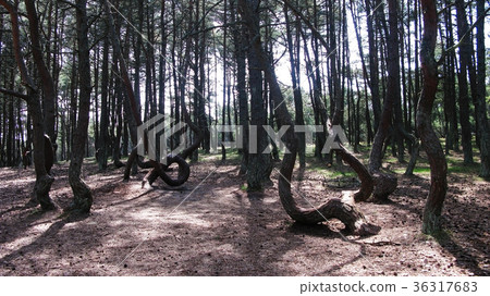 Dancing forest, Curonian spit, Russia Dancing forest, Curonian spit, Russia 36317683
