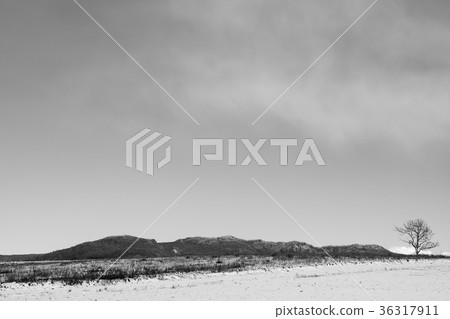 北海道冬季農村 36317911