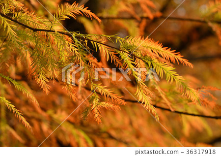 Cedar colored leaves 36317918