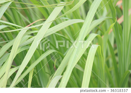 檸檬草 檸檬草 36318337