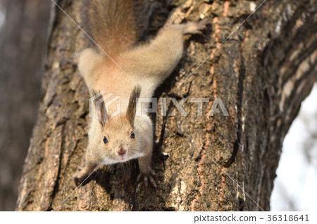 Ezorisu Ezorisu 36318641