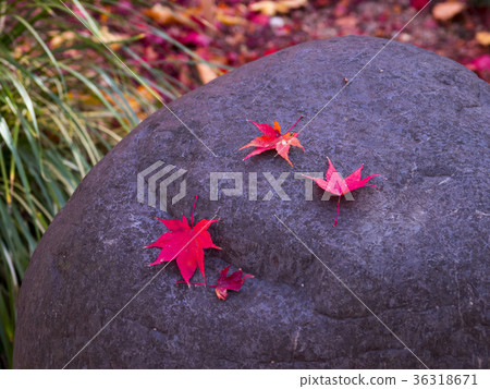 Autumn color Autumn color 36318671