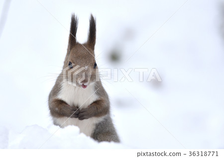 Ezolith在雪地裡 36318771