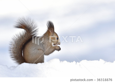 Ezolith在雪地裡 Ezolith在雪地裡 36318876