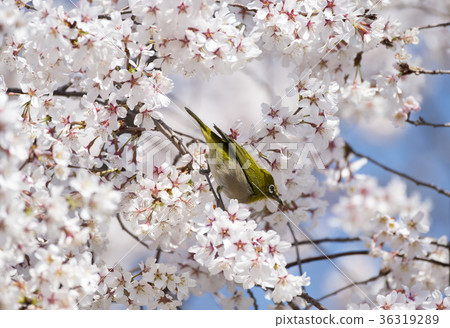 Sakura and mezzo Sakura and mezzo 36319289