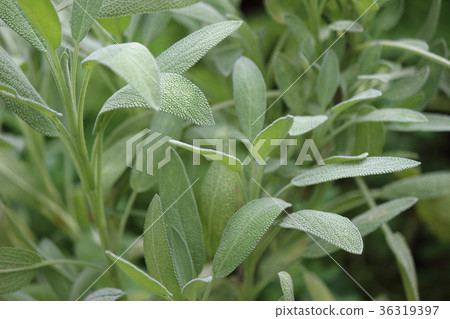 Common Sage Common Sage 36319397
