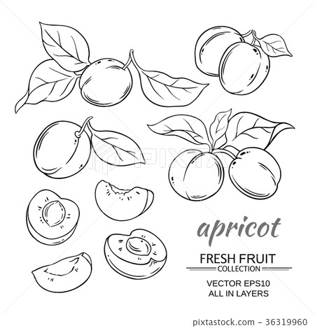 apricot vector set apricot vector set 36319960