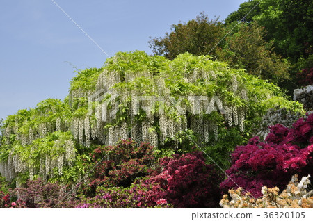 Ashikaga Flower Park Ashikaga Flower Park 36320105