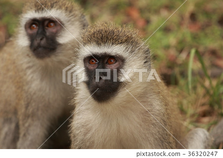 Savannah Monkey (Masai Mara) 36320247