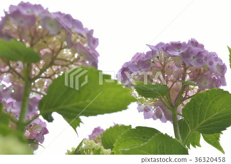 繡球花 繡球花 36320458