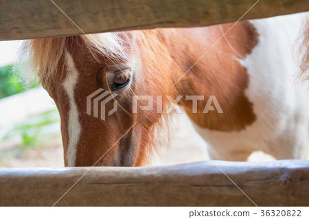 Horse in stable 36320822