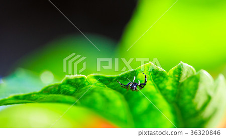 Jumping spider Jumping spider 36320846