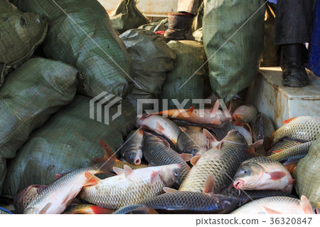 lake fish lake fish 36320847