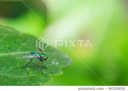 Green Long Legged Fly Green Long Legged Fly 36320850