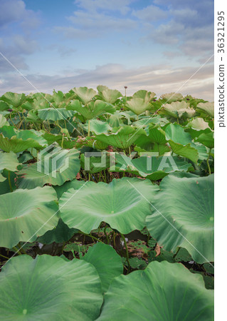 蓮花領域晚上視圖 蓮花領域晚上視圖 36321295