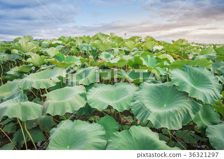 蓮花領域晚上視圖 蓮花領域晚上視圖 36321297