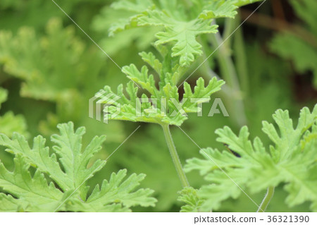 玫瑰天竺葵 玫瑰天竺葵 36321390