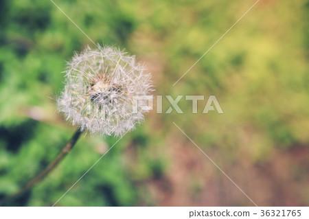 Dandelion Dandelion 36321765