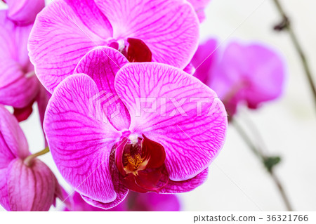 orchid flower orchid flower 36321766