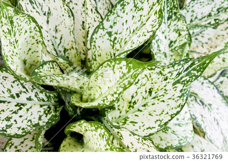 Devil's Ivy background Devil's Ivy background 36321769